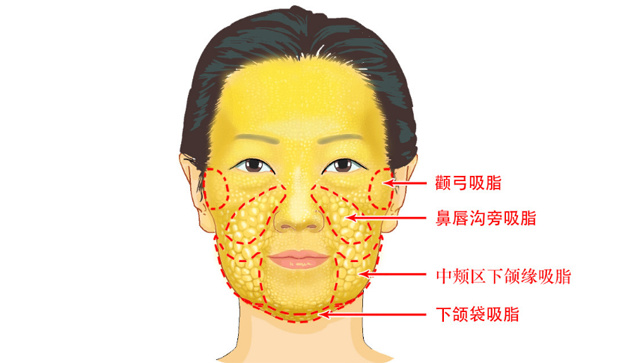 唇部神经分布图图片