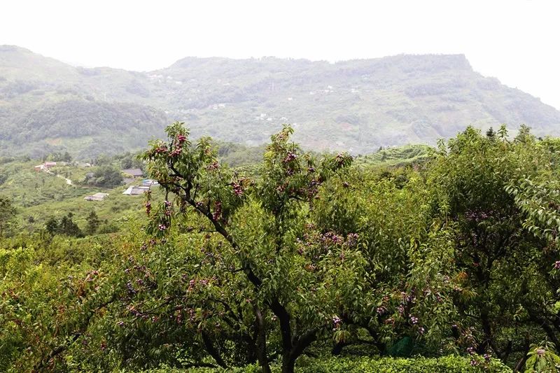 成立果茶合作社 助种植户奔康刘建明在普兴乡收脆红李已经14年了.