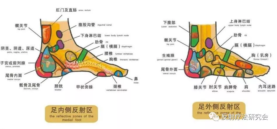 注:男性的尿道和女性的阴道反射区位置在双足的足跟内侧,自膀胱反射区