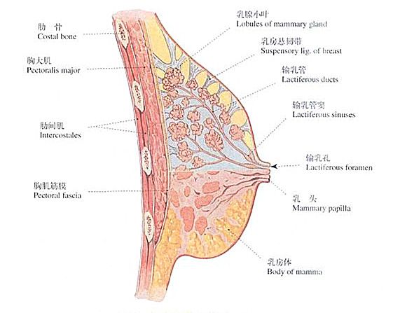 正常乳房图片外观图片