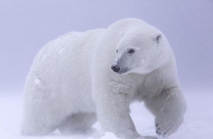 震惊!北极圈罕见32℃高温,我们在吹空调时,北极熊正濒临死亡