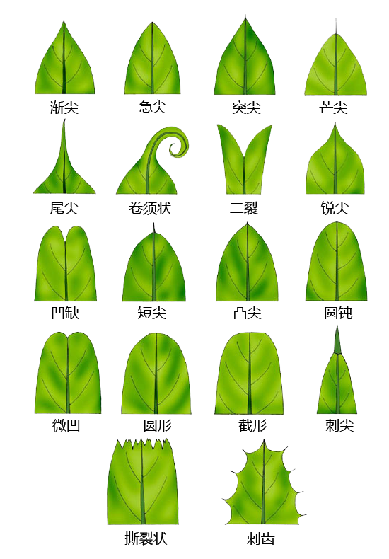 史上超全的植物形態術語系列圖片果斷收藏