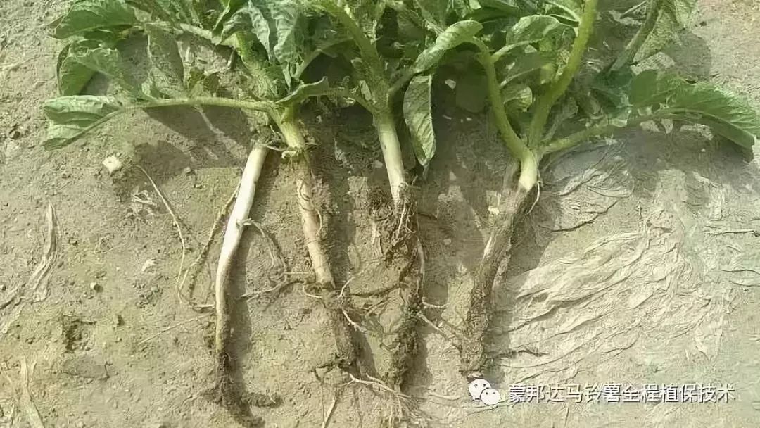 土豆软腐病防治乃图片图片