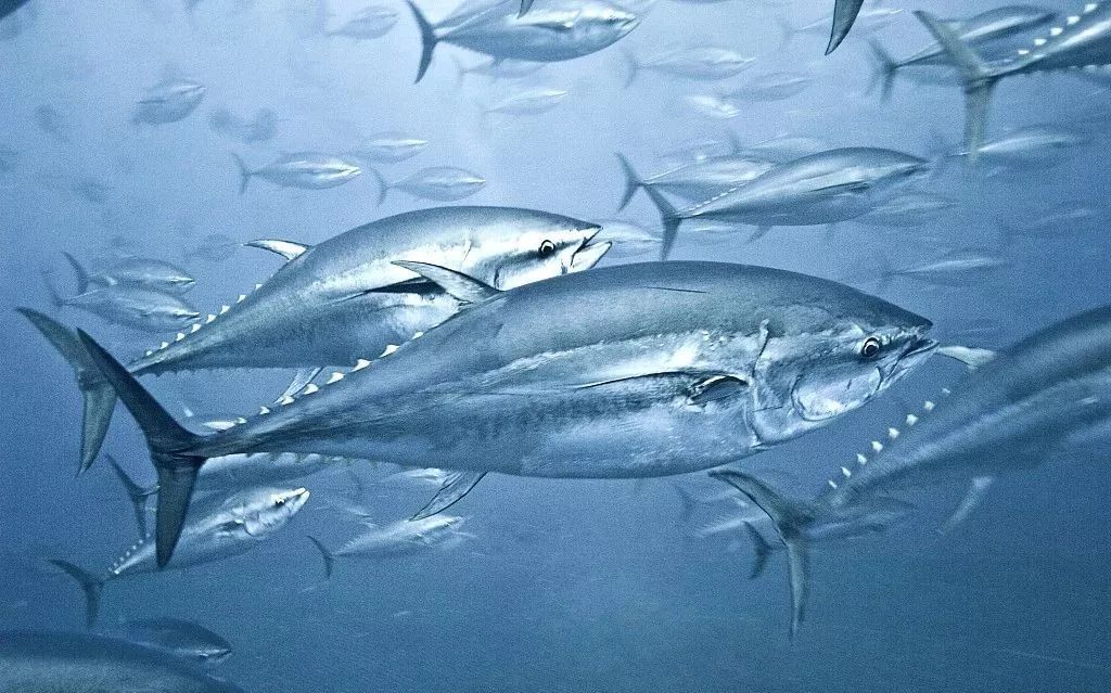 应选择食用含汞量低的鱼,比如:凤尾鱼,大西洋鲱鱼,大西洋鲭鱼,贻贝