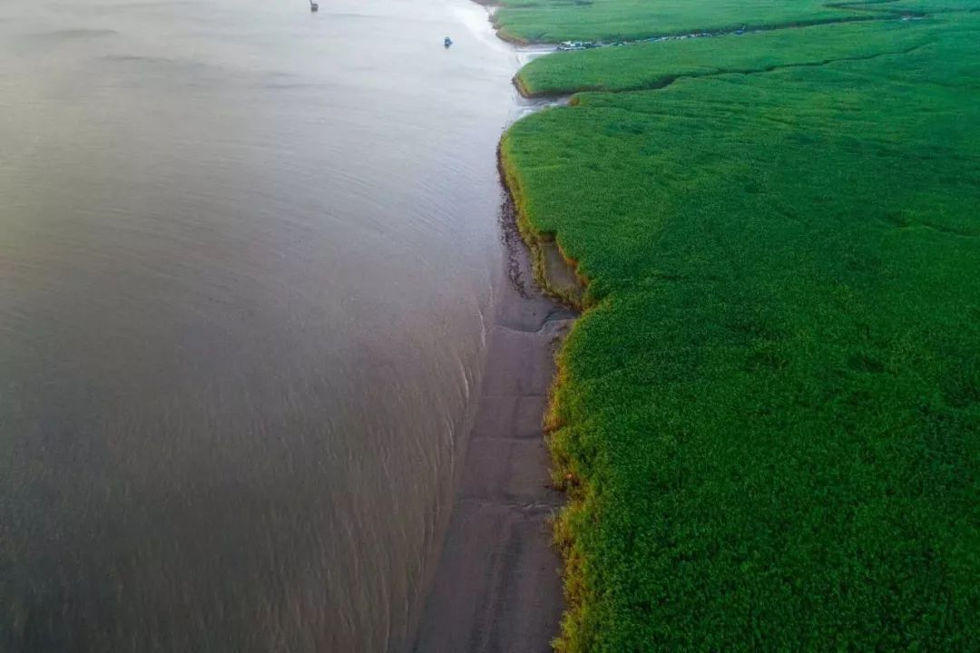 央視《朗讀者》,帶你去看崇明島