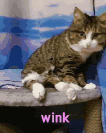 猫wink动图图片