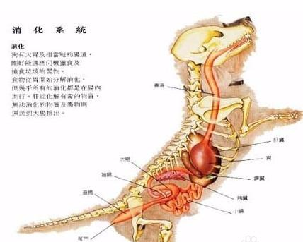 夏季 狗狗的肠胃保护很重要