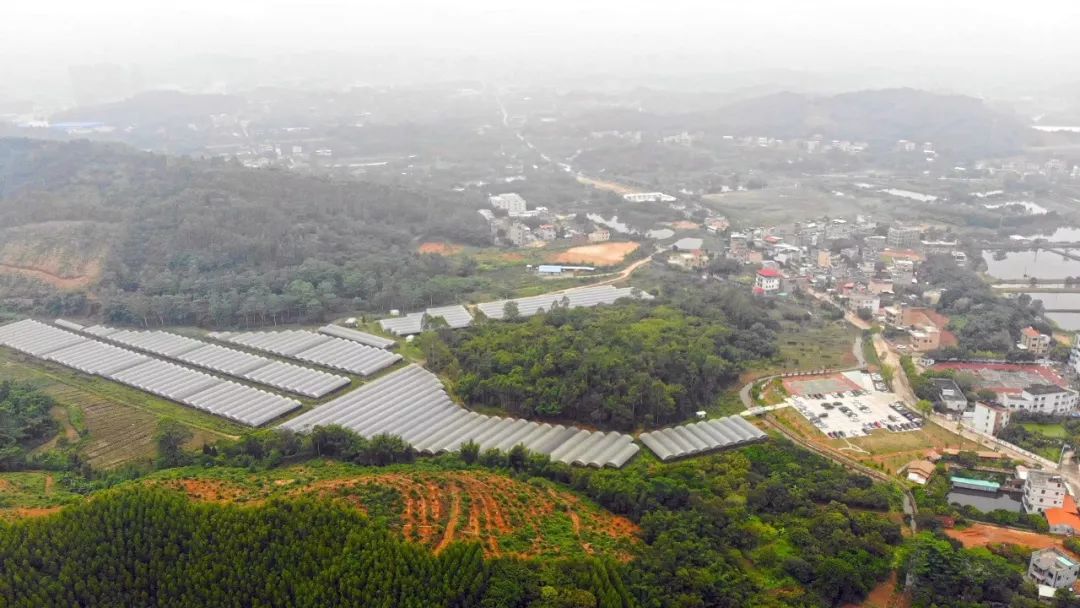 博罗县罗阳镇莲湖村图片