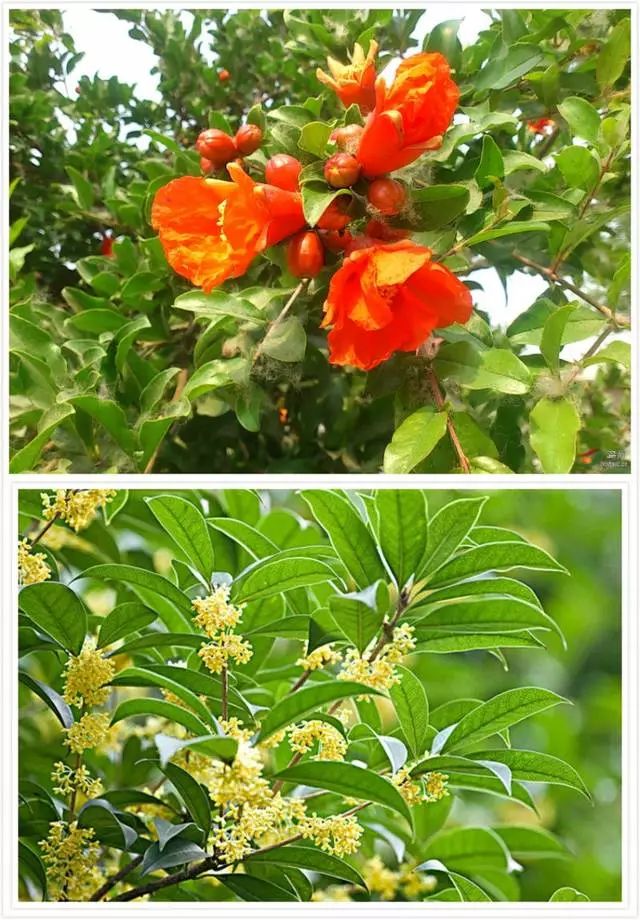 台州市树市花图片