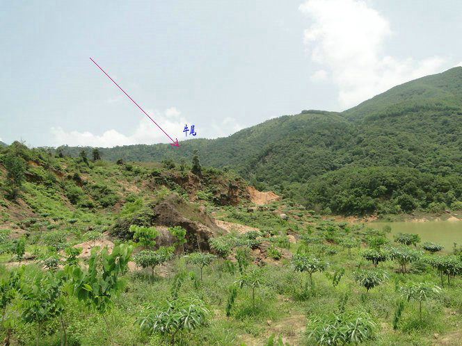 潮州风水名穴卧牛地,王君植大师亲临考察,从古至今富贵不迭