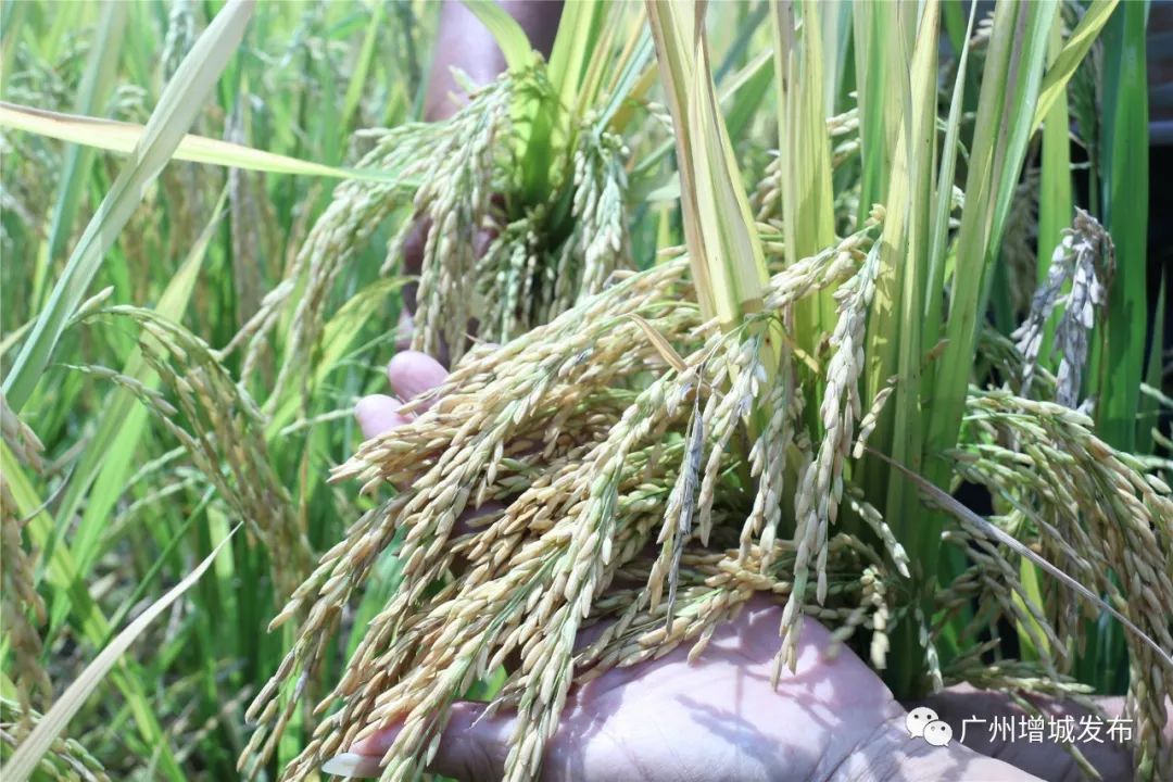 谷丰丝苗水稻品种简介图片