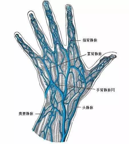 手部血管分布解剖图图片