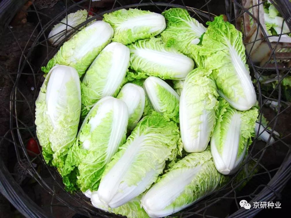 【 新品推荐】高品质早皇白/金丝白类型大白菜品种——碧玉