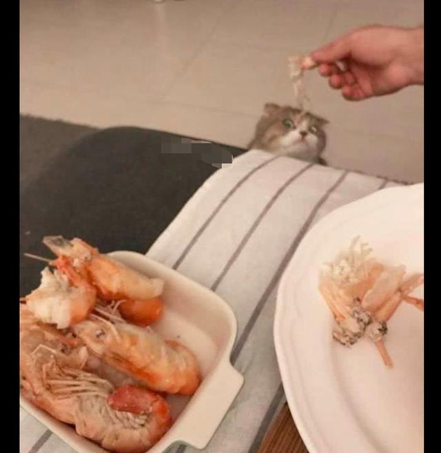网友正在吃虾,猫咪就在旁边一直盯着看,这小眼神太搞笑了!