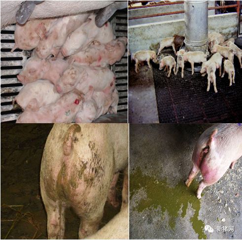 李玉峰——哺乳仔猪腹泻主要元凶为变异的猪流行性腹泻病毒