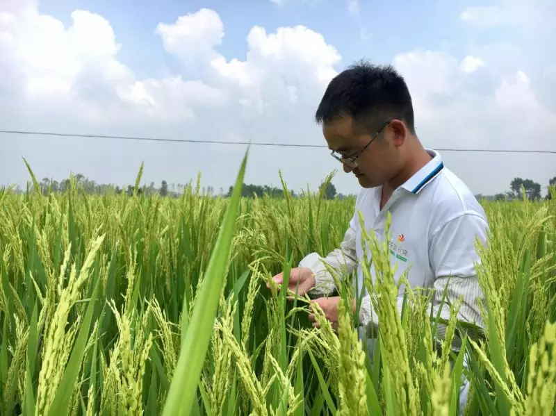 荃銀欣隆小隆人告訴你雜交水稻