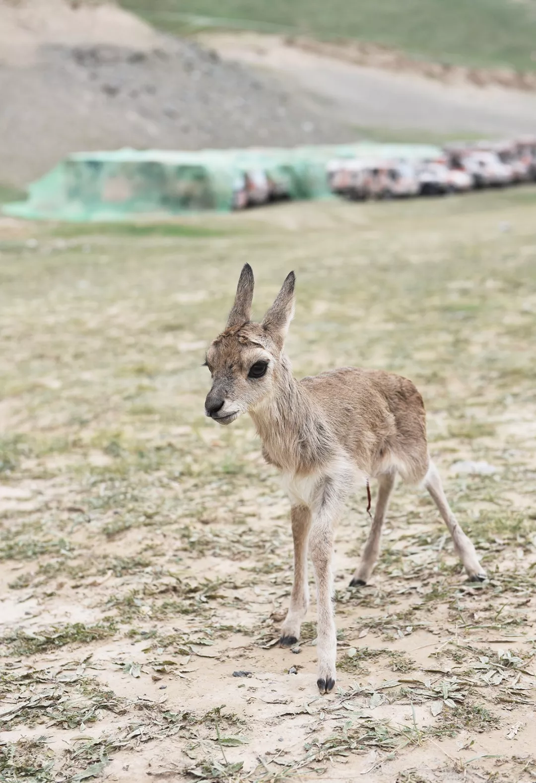 海拔4200米:兵哥哥们救获一只藏羚羊幼崽