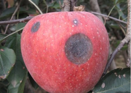 夏季高温高湿,苹果炭疽病还是预防为主