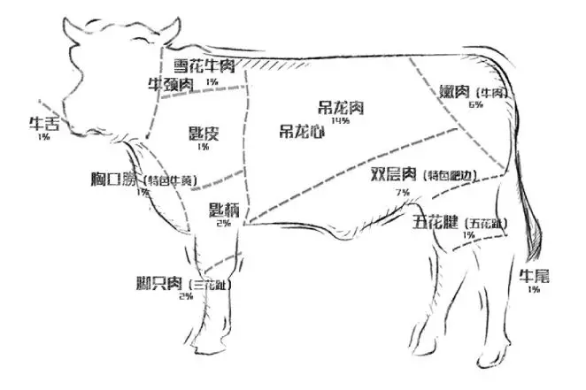 黄牛解剖图解图片