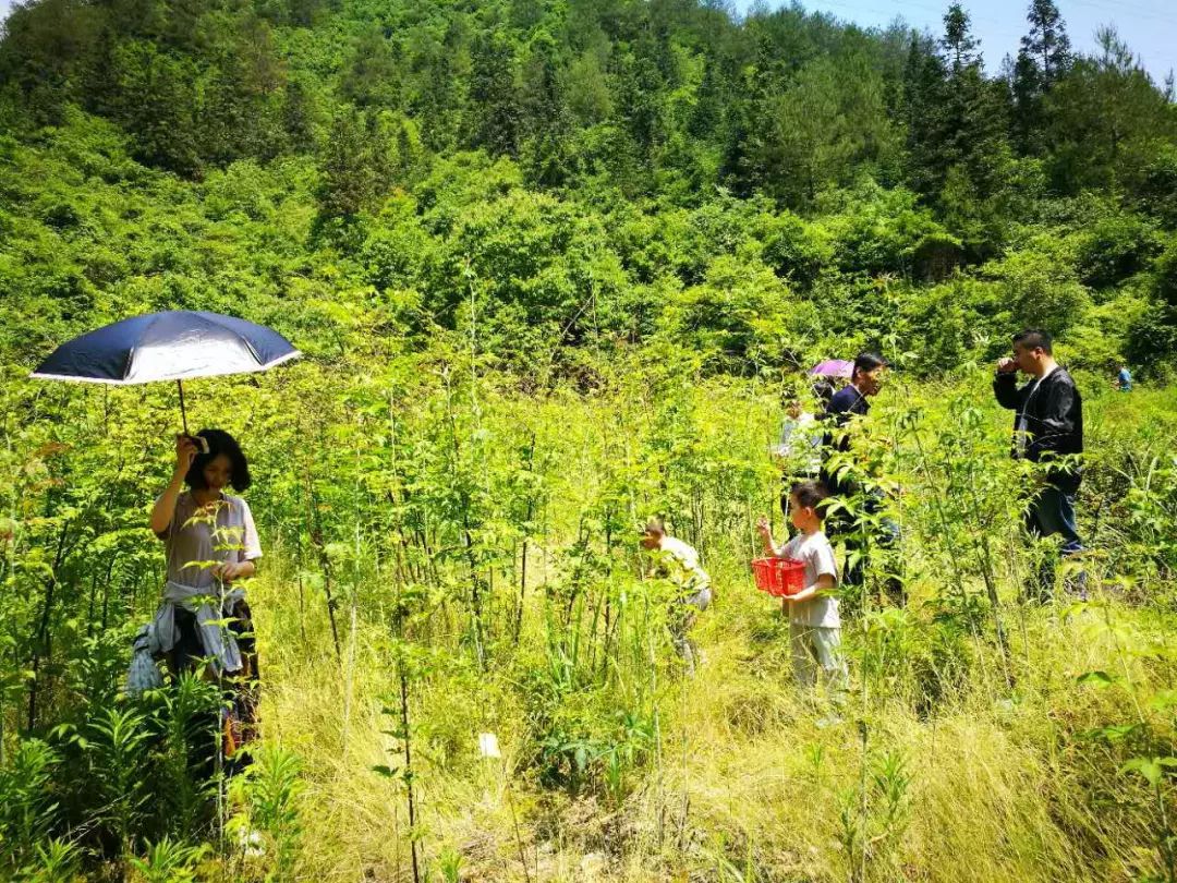 松陽的這個村莊火啦電視劇麥香多次前來取景