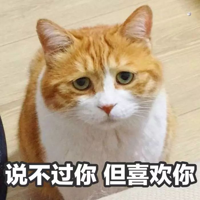 壁纸头像超可爱搞笑猫咪表情包