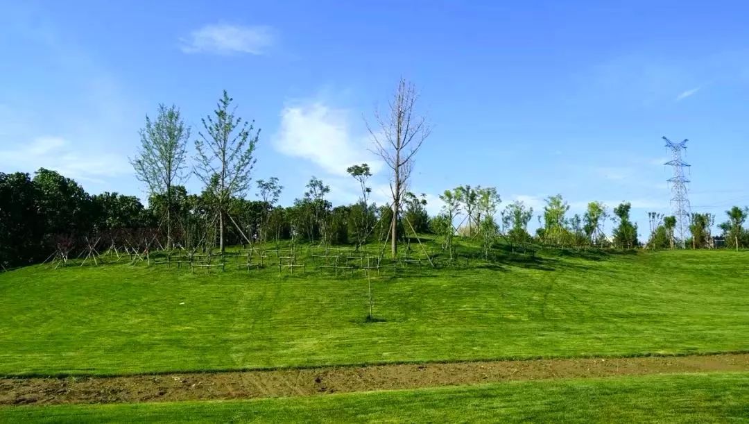 記者昨日來到了正在施工的公園,放眼望去,緩緩的微地形小山坡上,綠草