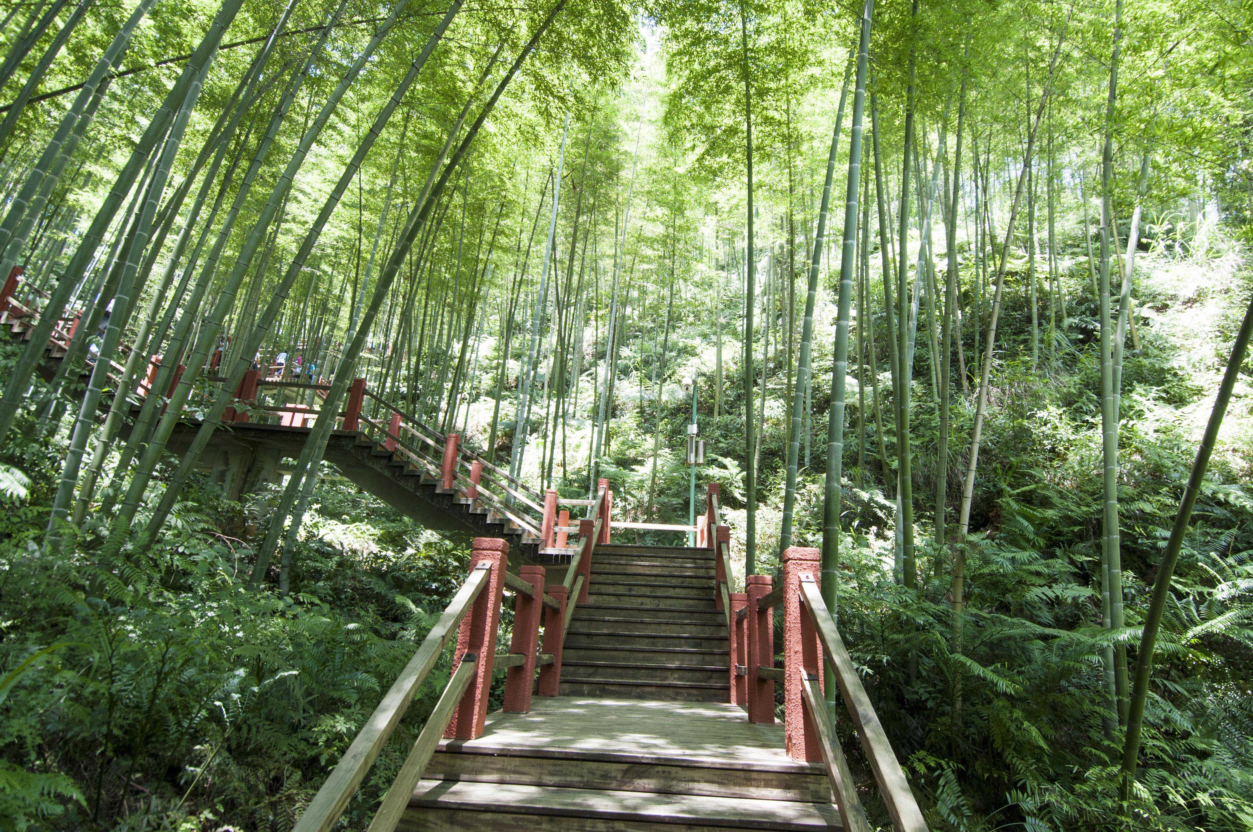 贵州竹海风景区在哪里图片