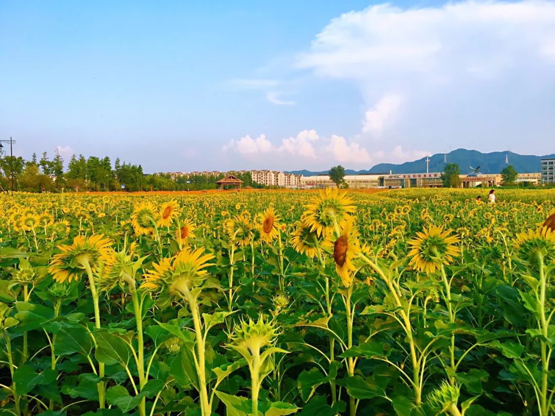 杭州這片200畝向日葵花海絢爛開放,美炸天際!