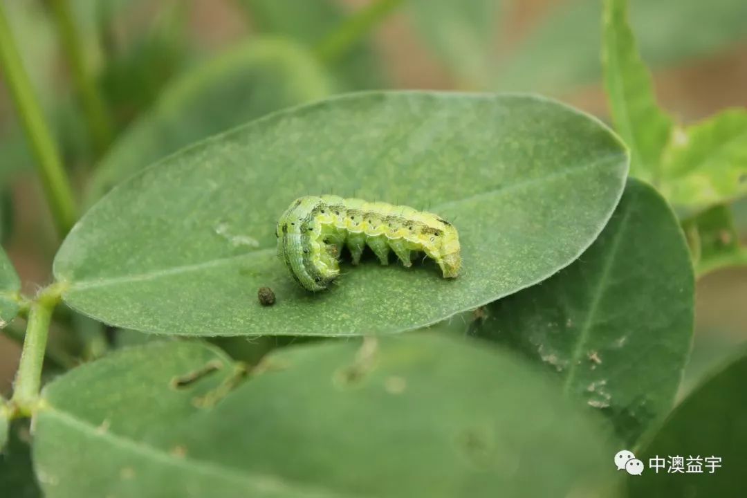 花生棉鈴蟲▼大蔥甜菜夜蛾▼大豆甜菜夜蛾