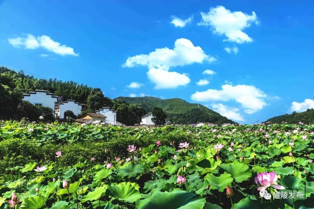 这个夏天,我们一起去枫林镇吧!