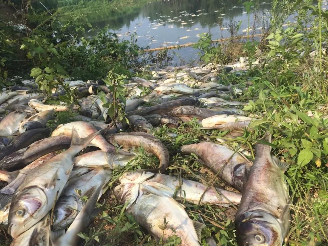 死鱼超4万斤养鱼户疑遭投毒,多年投资打水漂,四年前曾遭遇投毒