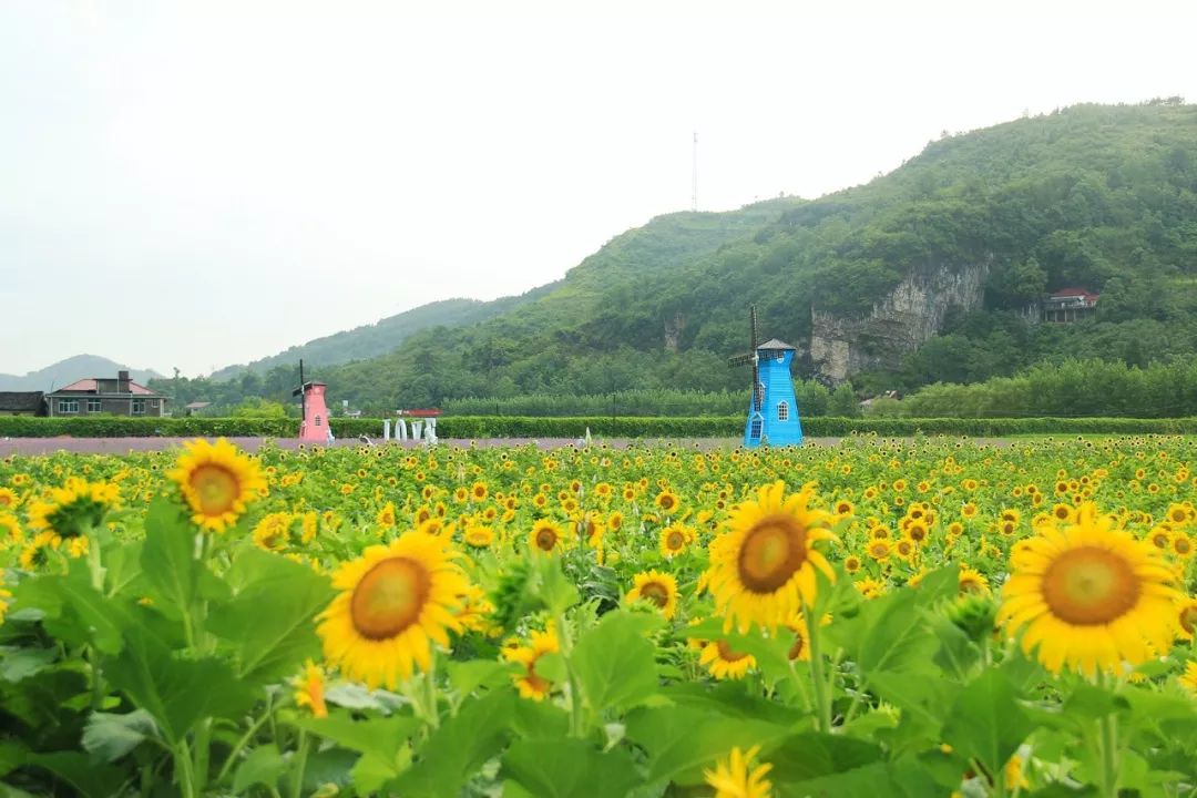 辰溪县杨太铁图片