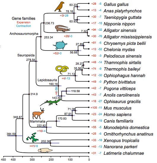 图2 温泉蛇与其它脊椎动物的系统发育关系3,基因组家族的进化利用