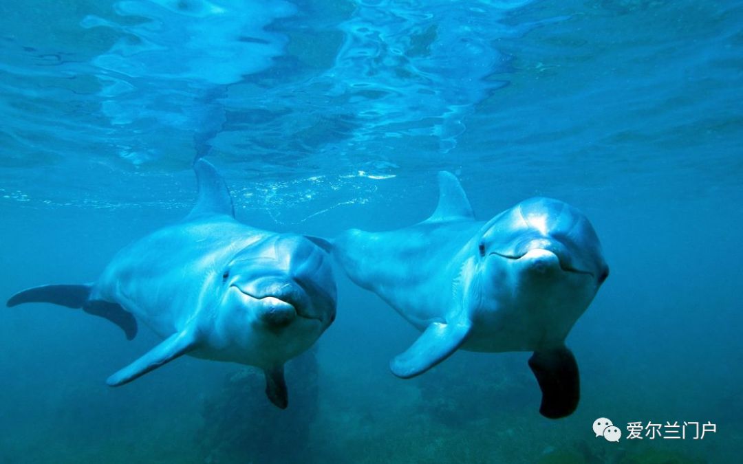 【新闻】海豚你见过混血的吗?世界远比你印象中奇妙得多