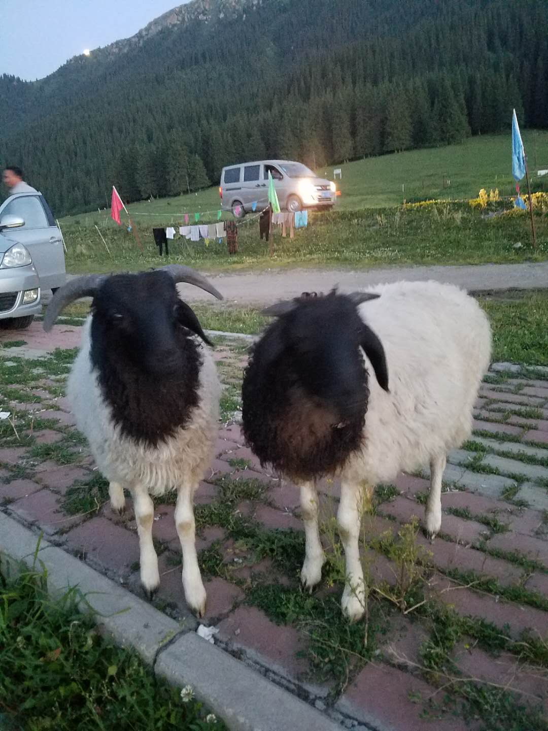 巴州黑头羊图片