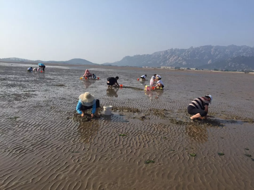 周六会场湾挖蛤蜊一挖一麻袋仰口海边一日游继续走起