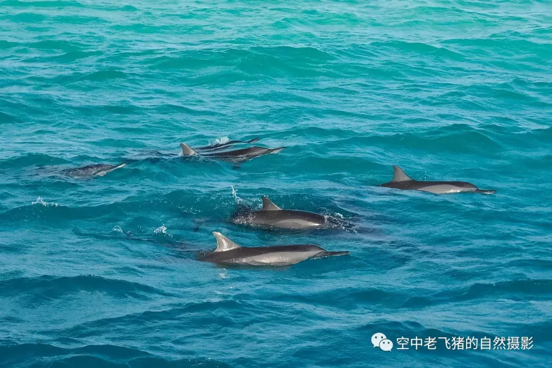 海水的顏色也在光線的作用下變的更加蔚藍,在回程時,這群海豚跟船幾十