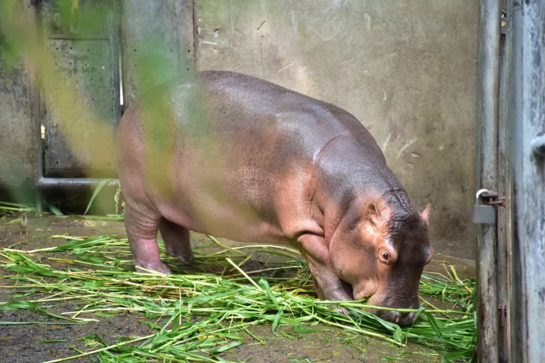 上海動物園這對河馬小夫妻是這樣親密恩愛的