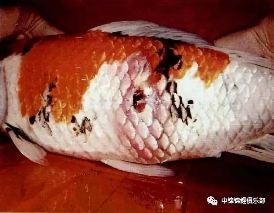 锦鲤生病的症状的图片图片