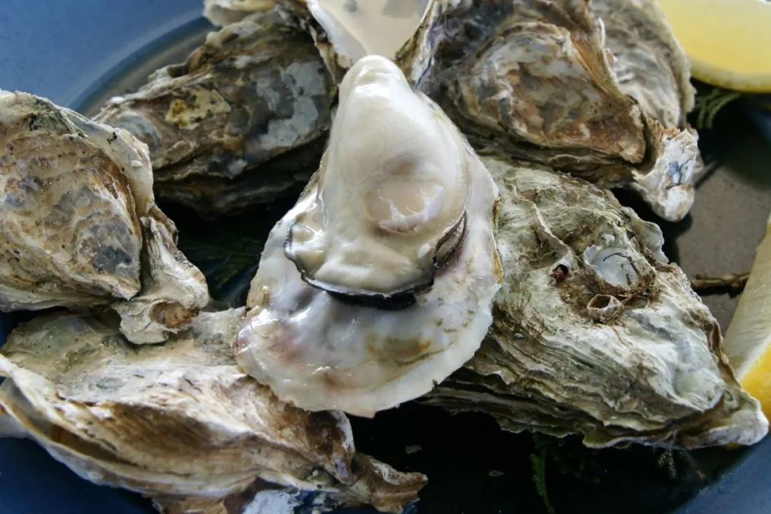 無上的美食一百個人有一百種吃法蠔生生蠔(學名:oyster)是牡蠣的別稱