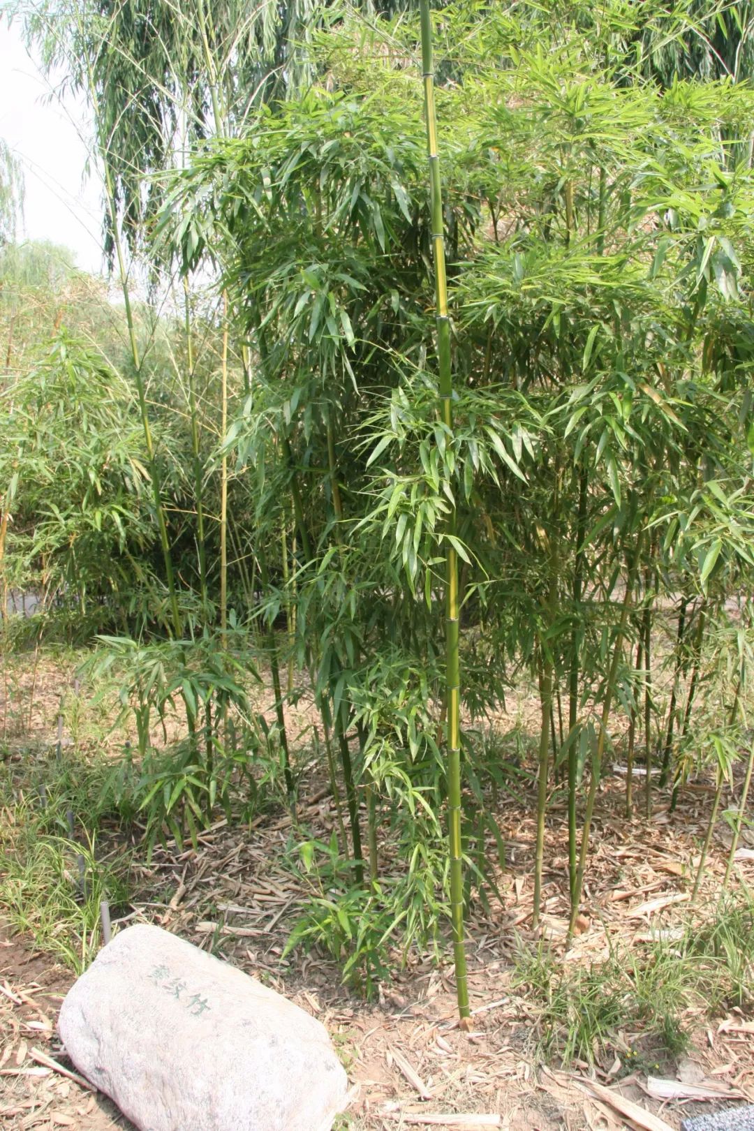 主要有箬竹,菲白竹,翠竹,黄条金刚竹,铺地竹等,还增加了适合盆栽的竹