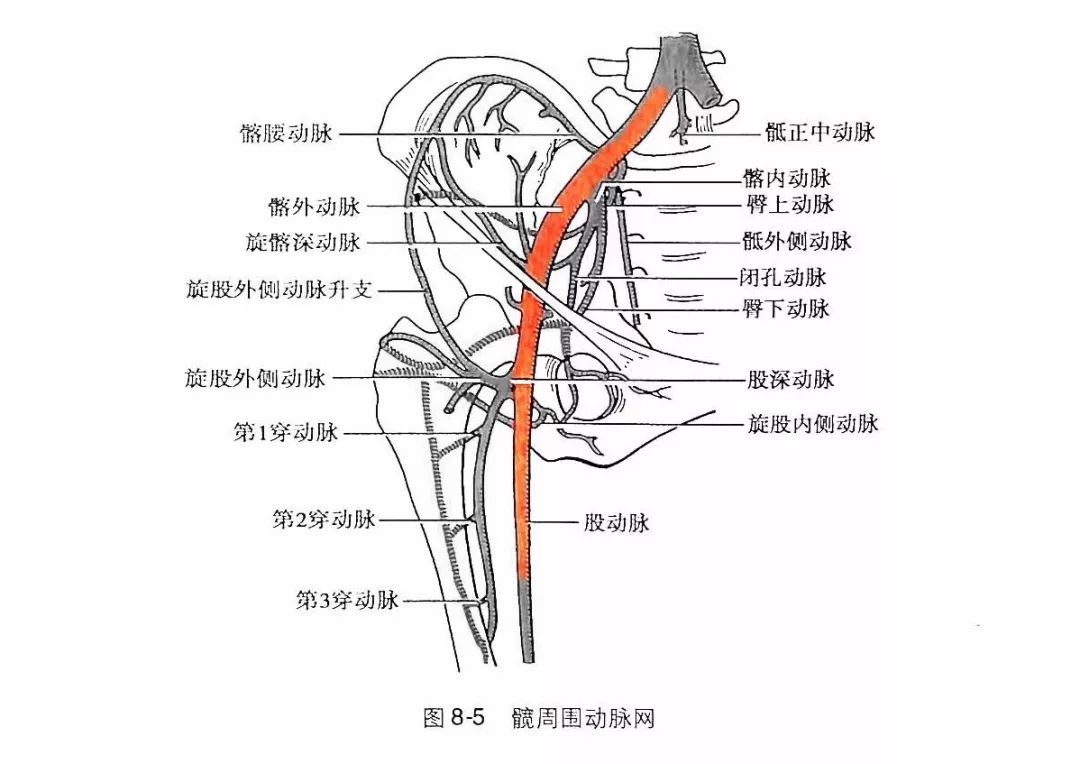 股动脉图解图片