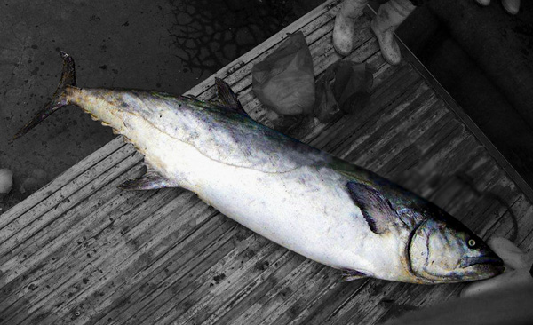 馬鮫魚在海南本地又俗稱黑魚,是深海野生魚, 分佈於東海,黃海和渤海