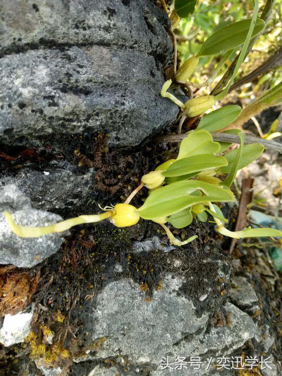 大山里的草药图片大全图片