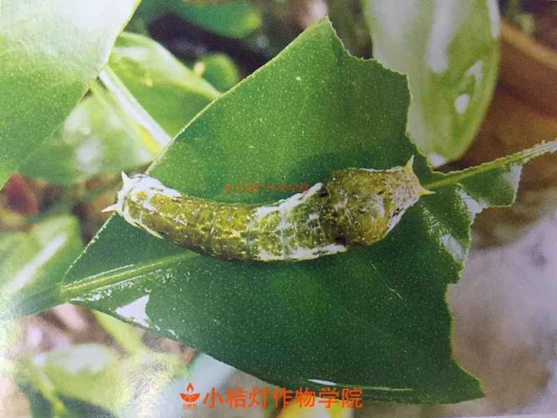 柑橘凤蝶幼虫 有毒图片