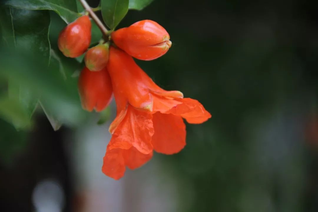 浮躁的人是寫不出詩歌的,也讀不懂詩歌,所以我們更喜歡石榴花文藝