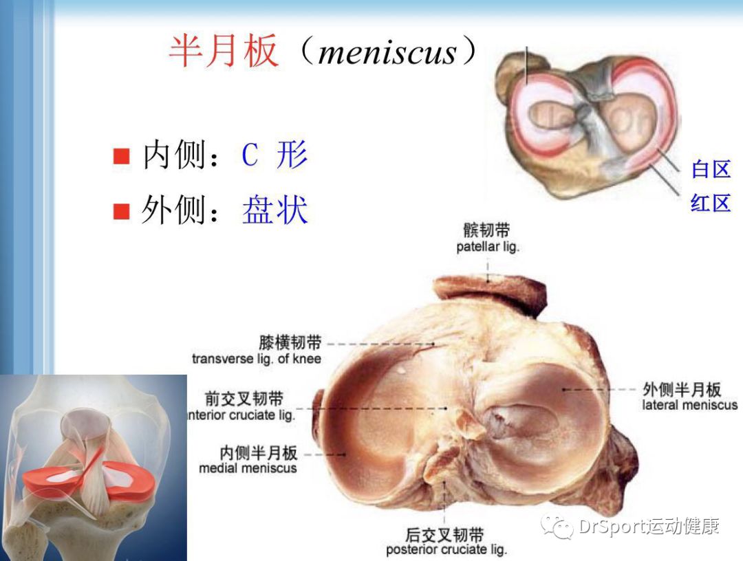 半月板,內外側副韌帶,前後交叉韌帶等作為其附屬結構.