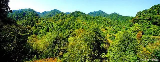 原始森林保护最完好景区广西天峨大山原始森林