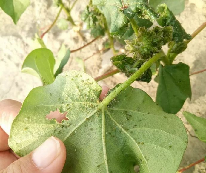 新疆農墾科學院提出棉田環保新思路培育害蟲天敵減少噴灑農藥