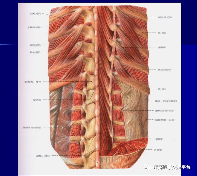 第二讲项背部肌肉应用解剖图文